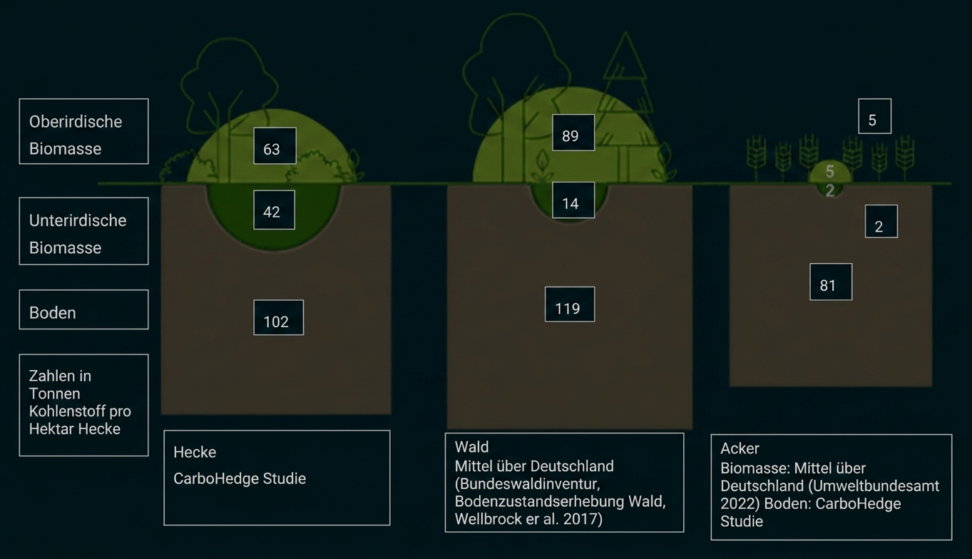Diagramm: Vergleich ober-/unterirdischer Biomasse und Boden-Kohlenstoff in Hecke, Wald und Acker (Tonnen C/ha)